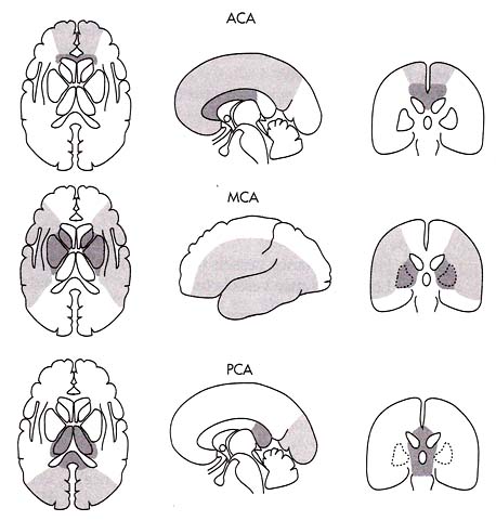 Brain Vascular Territories