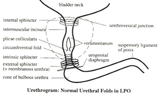 urethra.png